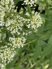 Lepidium draba