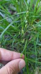 Carex divulsa divulsa