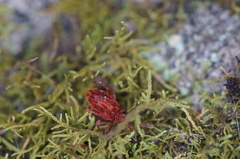 Chyzeria