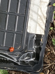 Coccinella septempunctata