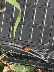 Coccinella septempunctata