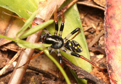 Habronestes hunti