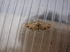 Chloroclystis sphragitis