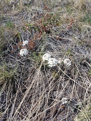 Noccaea cochleariformis