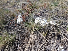 Noccaea cochleariformis