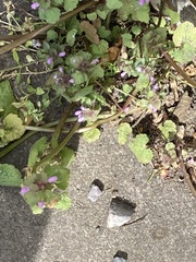Lamium purpureum