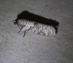 Lepidoscia euryptera