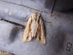 Ichneutica paracausta
