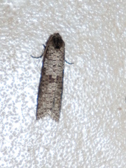 Lepidoscia euryptera