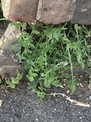 Sonchus oleraceus