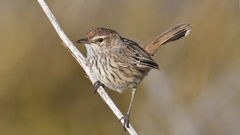Calamanthus campestris