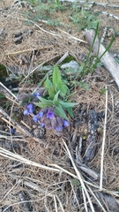 Pulmonaria australis