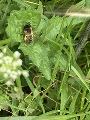 Andrena