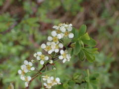 Spiraea hypericifolia obovata