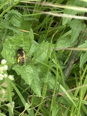 Andrena