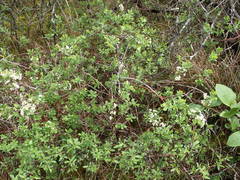 Spiraea hypericifolia obovata