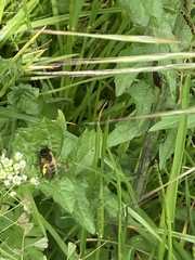 Andrena