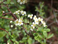 Spiraea hypericifolia obovata