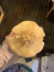 Saproamanita manicata