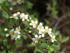 Spiraea hypericifolia obovata