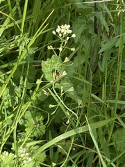 Andrena