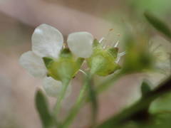 Spiraea hypericifolia obovata