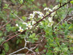 Spiraea hypericifolia obovata