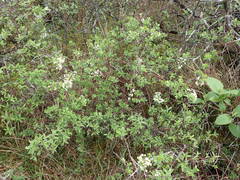 Spiraea hypericifolia obovata