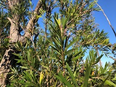 Melaleuca viminalis viminalis