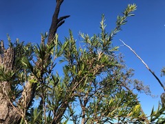 Melaleuca viminalis viminalis
