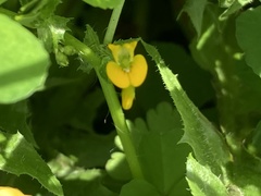 Medicago arabica