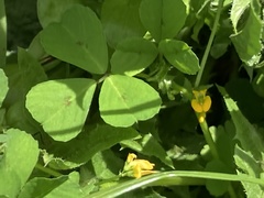 Medicago arabica