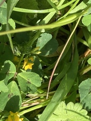 Medicago arabica