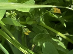 Medicago arabica