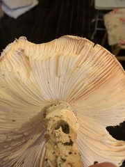 Saproamanita manicata