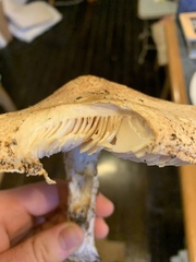 Saproamanita manicata