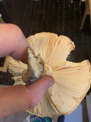 Saproamanita manicata