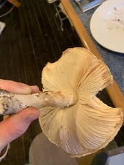 Saproamanita manicata