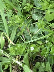 Stellaria media