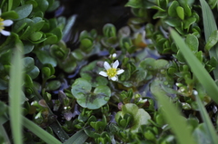 Ranunculus hederaceus