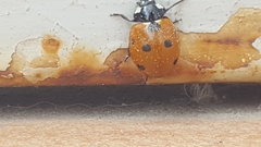 Coccinella septempunctata