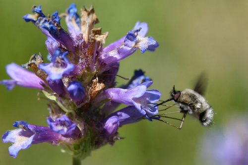 iNaturalist observation photo of Greater Bee Flies
