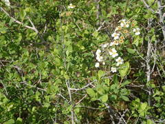 Spiraea hypericifolia obovata