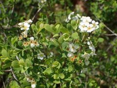 Spiraea hypericifolia obovata