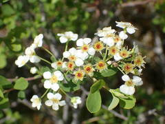 Spiraea hypericifolia obovata