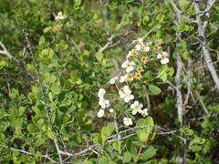 Spiraea hypericifolia obovata