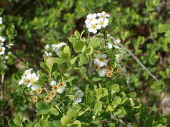 Spiraea hypericifolia obovata