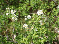 Spiraea hypericifolia obovata