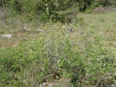 Spiraea hypericifolia obovata