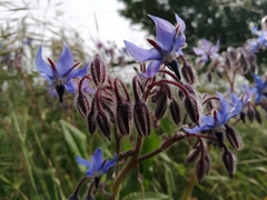 Borago officinalis